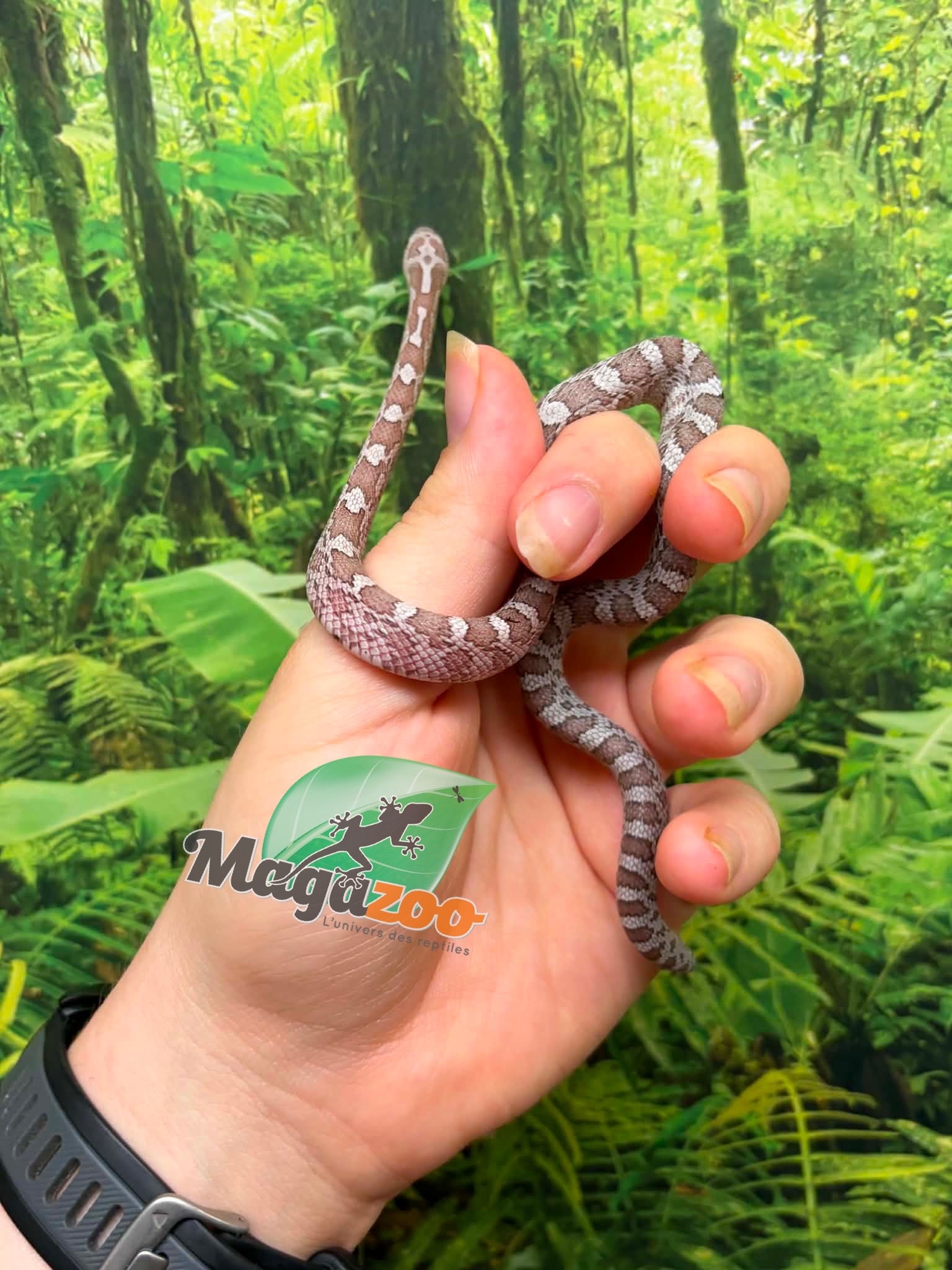 Magazoo Male Hypo Cinder Mask Corn Snake 06-04-26
