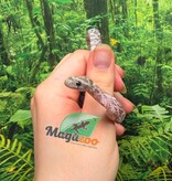 Magazoo Male Hypo Cinder Mask Corn Snake 06-04-26