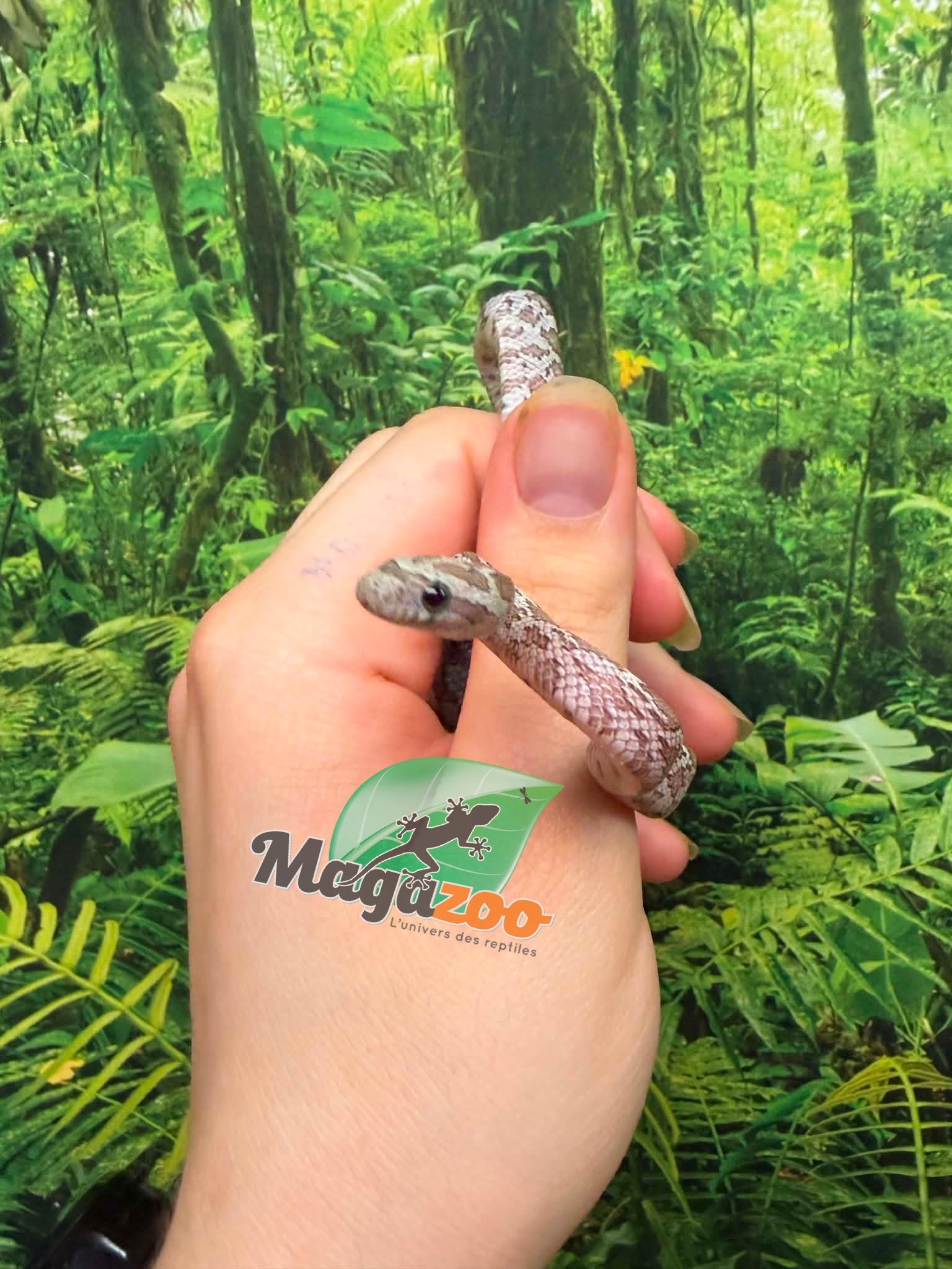 Magazoo Male Hypo Cinder Mask Corn Snake 06-04-26