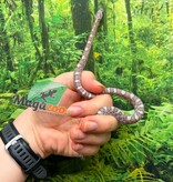 Magazoo Male Hypo Cinder Mask Corn Snake 06-04-26
