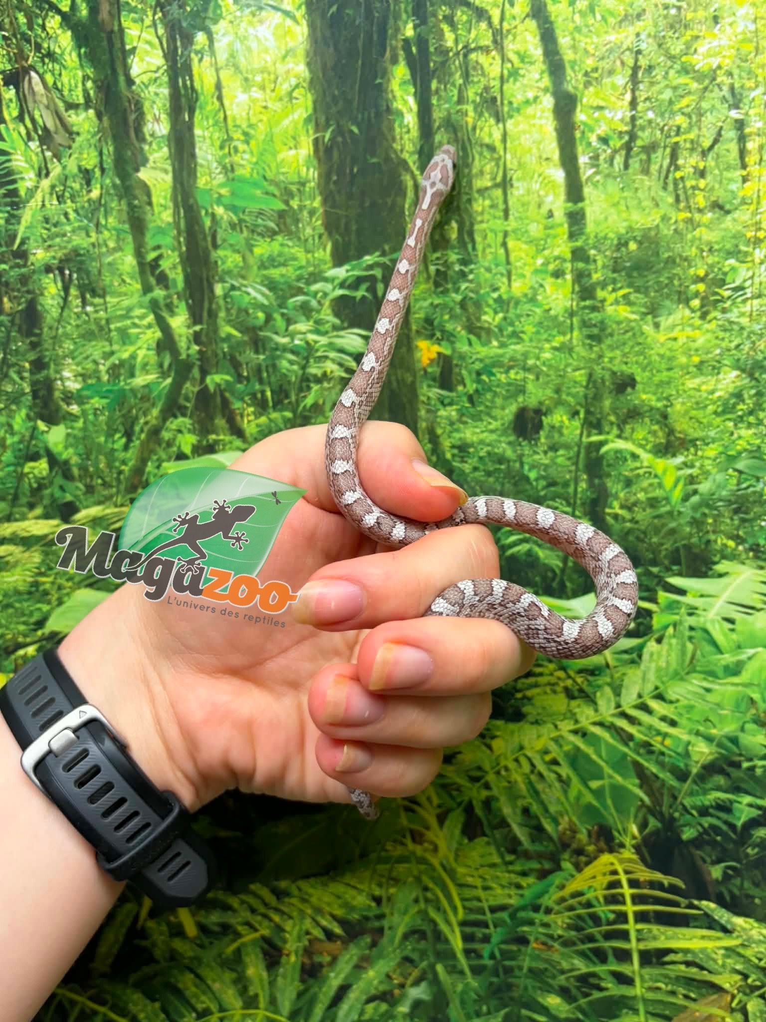 Magazoo Male Hypo Cinder Mask Corn Snake 06-04-26