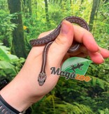 Magazoo Female Tessera Cinder Mask Corn Snake 06-04-26
