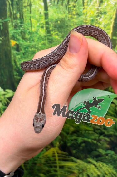 Magazoo Serpent des blés Tessera Cinder Masque  femelle 04-06-26