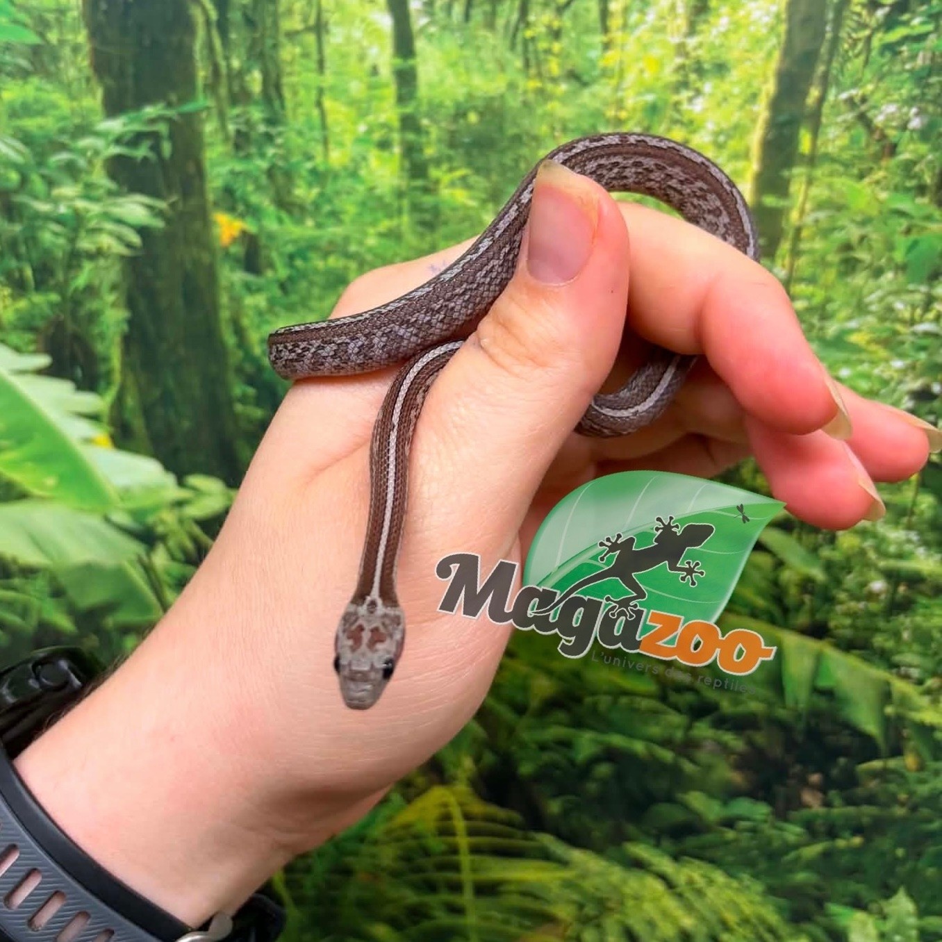 Magazoo Female Tessera Cinder Mask Corn Snake 06-04-26