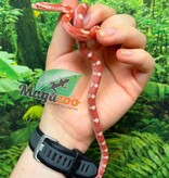 Magazoo Female Amel Motley Corn Snake 06-01-26