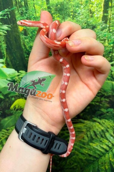 Magazoo Female Amel Motley Corn Snake 06-01-26