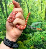 Magazoo Female Amel Motley Corn Snake 06-01-26