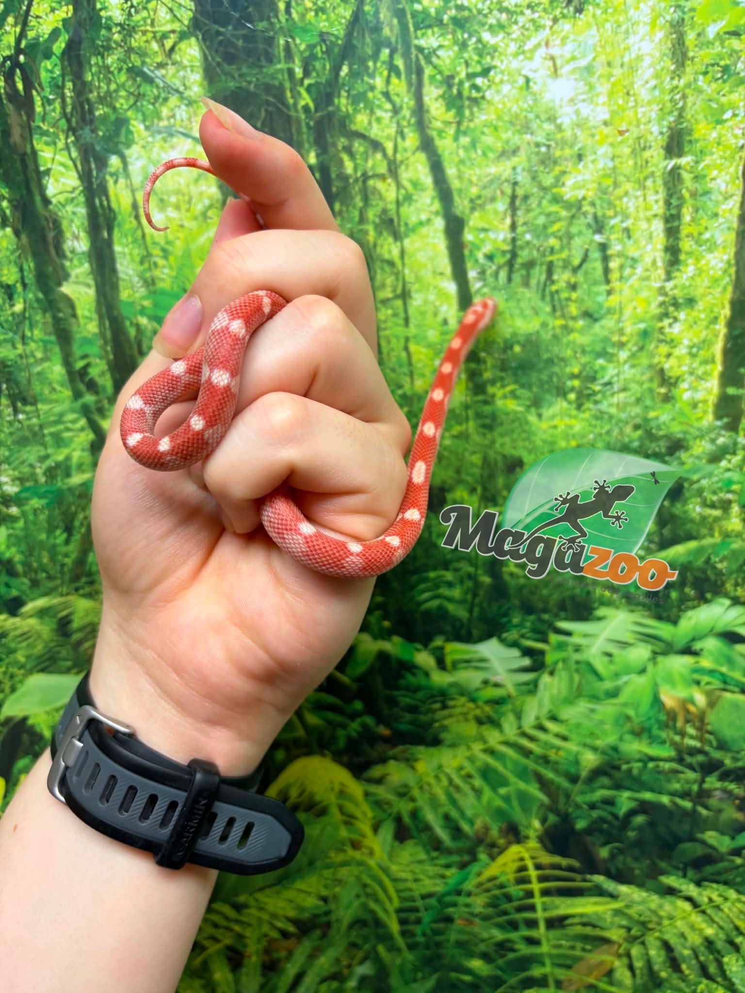 Magazoo Female Amel Motley Corn Snake 06-01-26