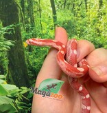 Magazoo Female Amel Motley Corn Snake 06-01-26