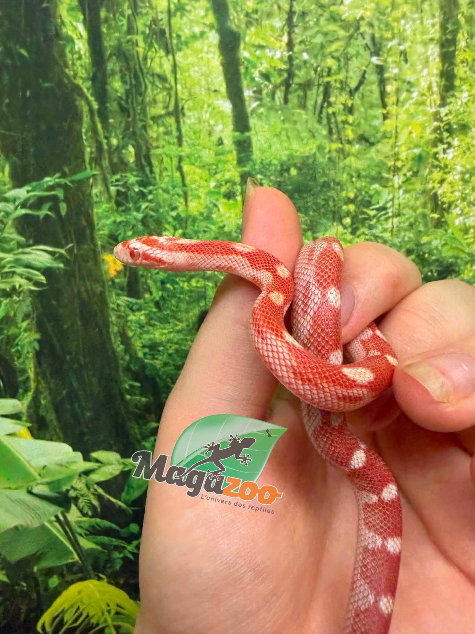 Magazoo Serpent des blés Amel Motley  Femelle 01-06-26