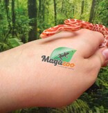 Magazoo Female Amel Mask Corn Snake 06-01-26