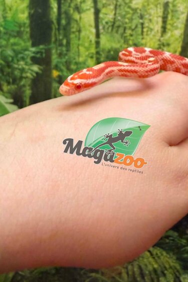 Magazoo Serpent des blés Amel Masque  Femelle 01-06-26