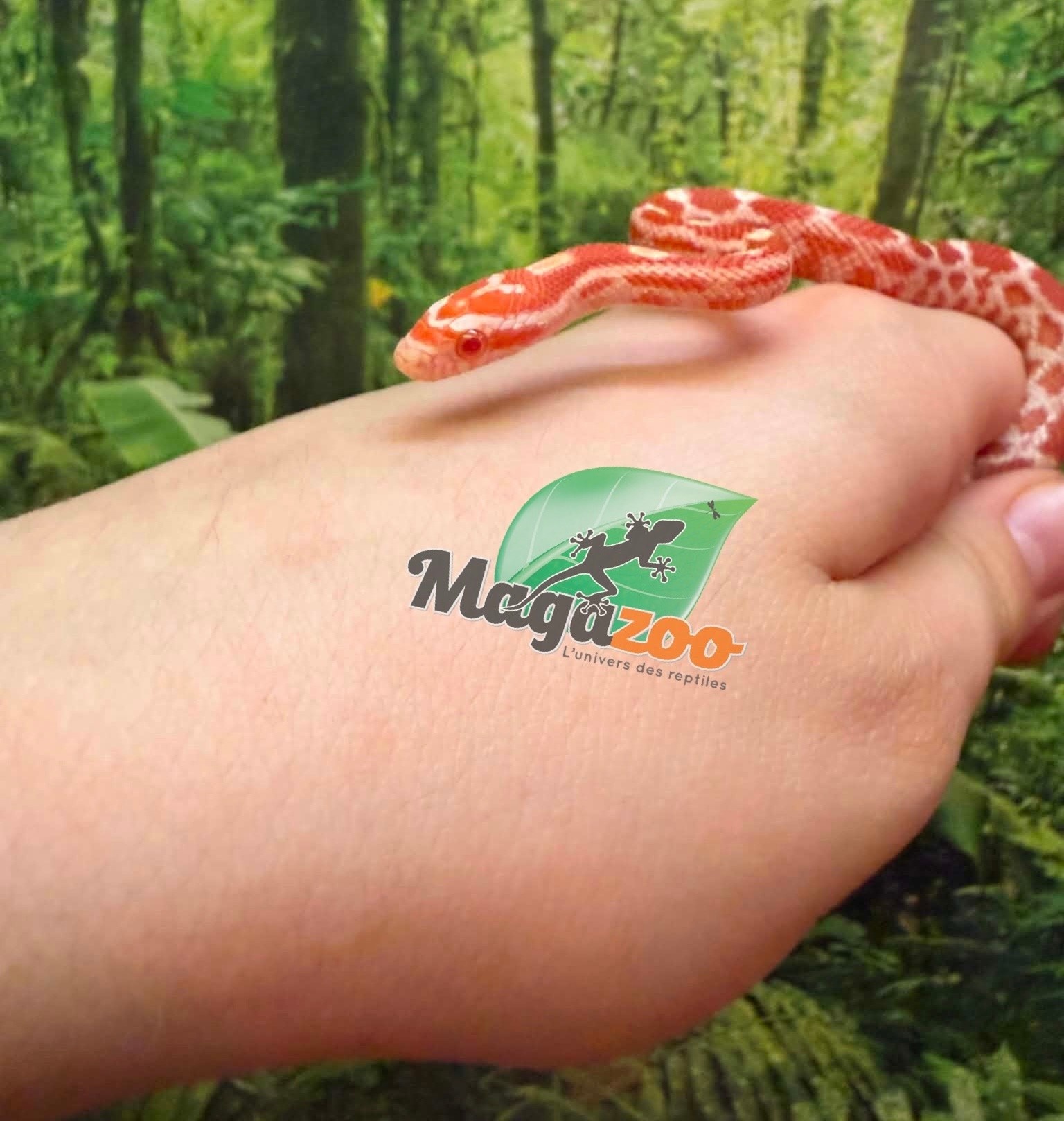 Magazoo Female Amel Mask Corn Snake 06-01-26