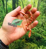 Magazoo Female Amel Mask Corn Snake 06-01-26