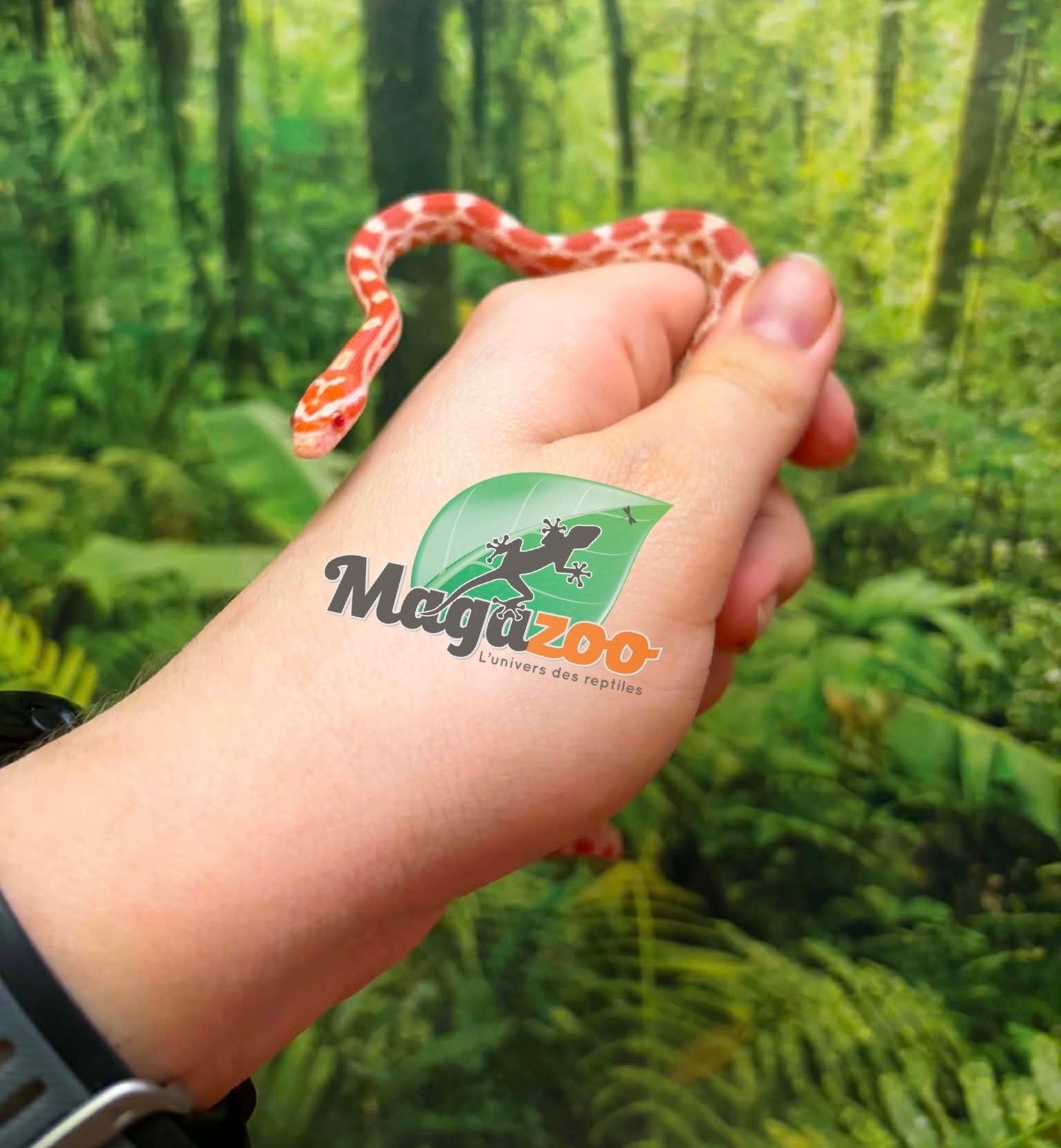 Magazoo Female Amel Mask Corn Snake 06-01-26