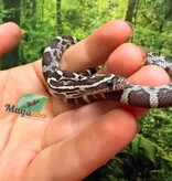Magazoo Female Anery Corn Snake 06-07-26