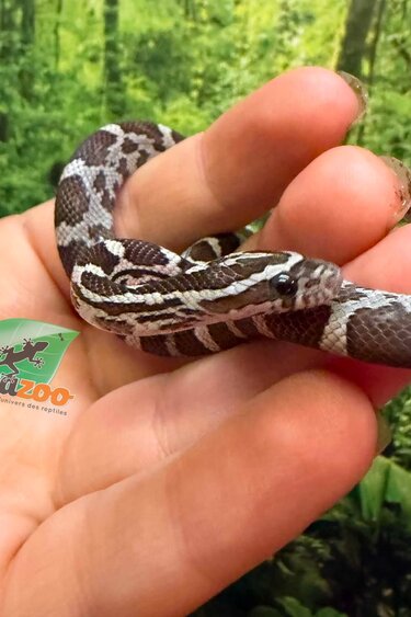 Magazoo Female Anery Corn Snake 06-07-26
