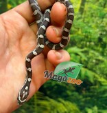 Magazoo Female Anery Corn Snake 06-07-26