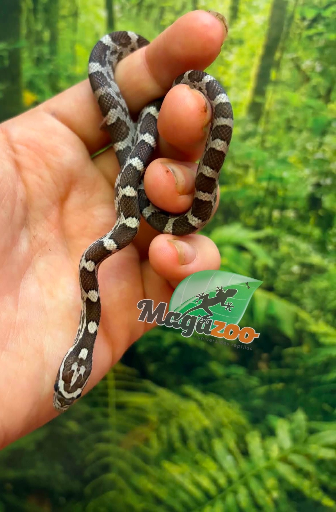 Magazoo Serpent des blés Anery  Femelle  07-06-26