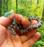 Magazoo Serpent des blés Anery  Femelle  07-06-26