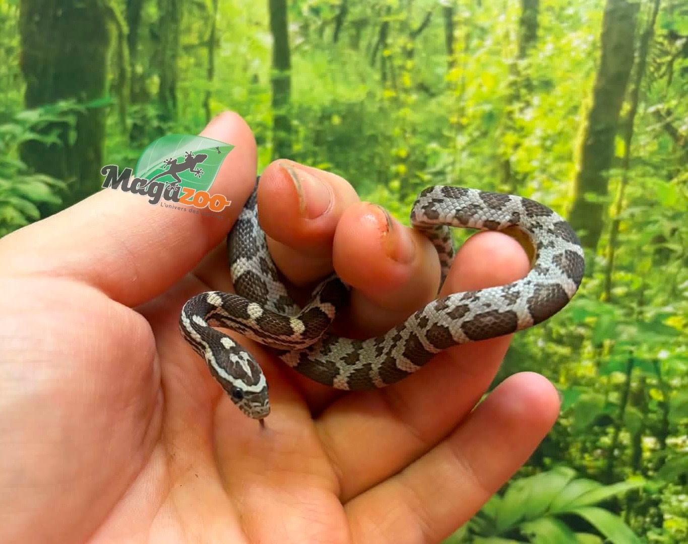 Magazoo Female Anery Corn Snake 06-07-26
