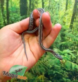 Magazoo Female Tessera Anery Corn Snake 06-01-26
