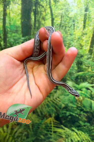 Magazoo Female Tessera Anery Corn Snake 06-01-26