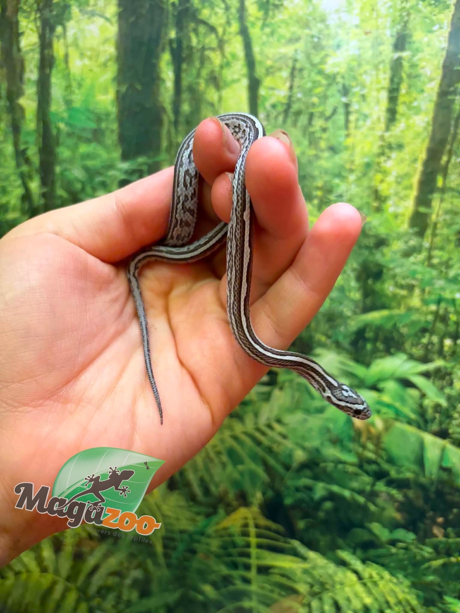 Magazoo Serpent des blés Tessera Anery  Femelle 01-06-26