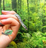 Magazoo Female Tessera Anery Corn Snake 06-01-26