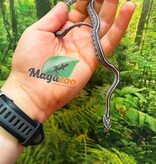 Magazoo Female Tessera Anery Corn Snake 06-01-26