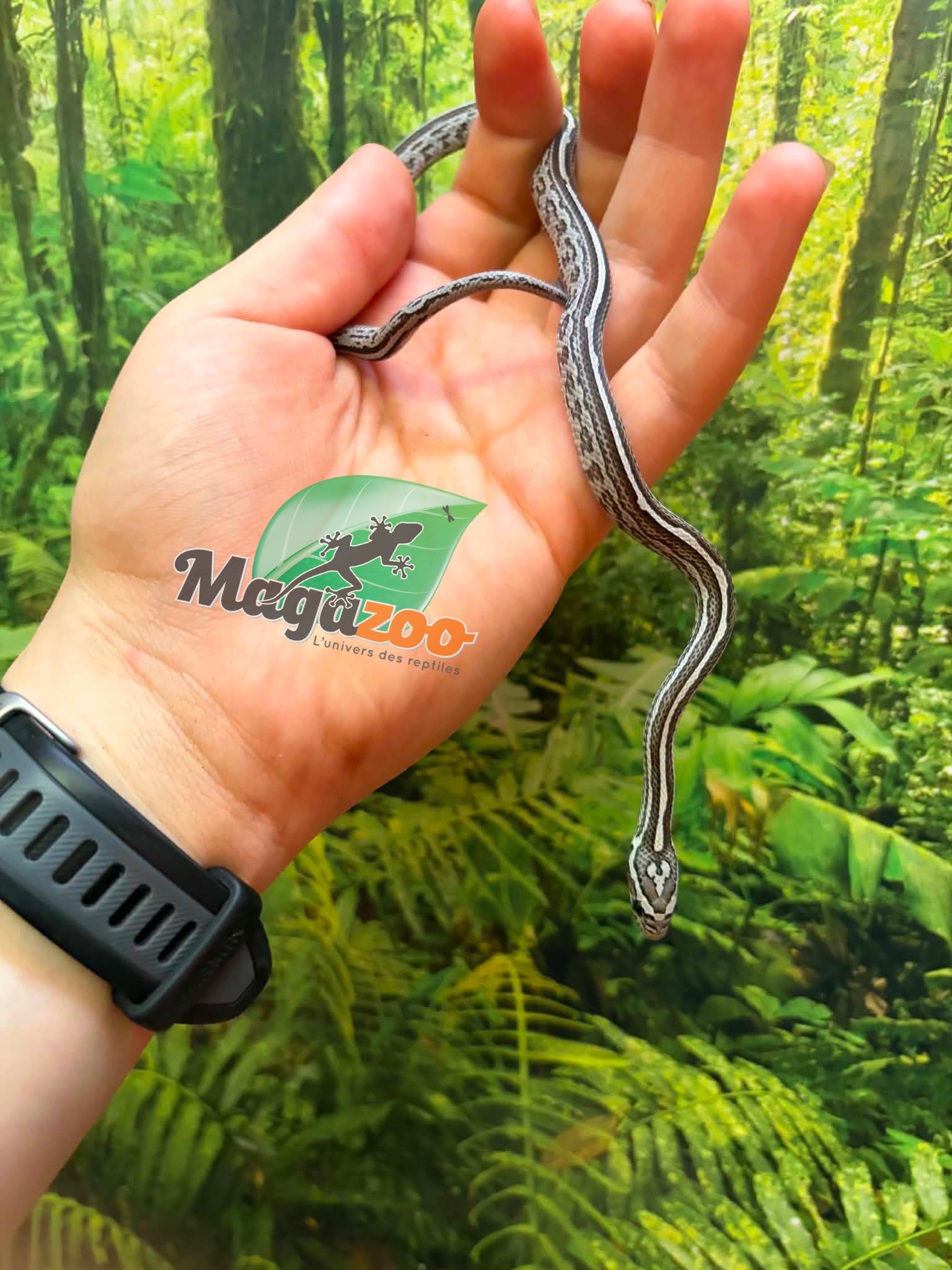 Magazoo Female Tessera Anery Corn Snake 06-01-26