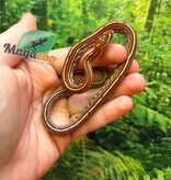 Magazoo Female Tessera Classic Corn Snake 06-01-26