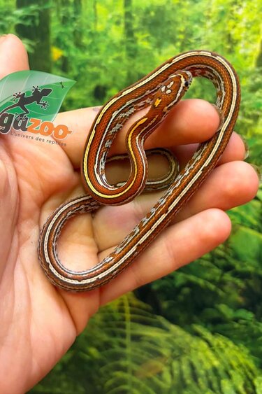 Magazoo Female Tessera Classic Corn Snake 06-01-26