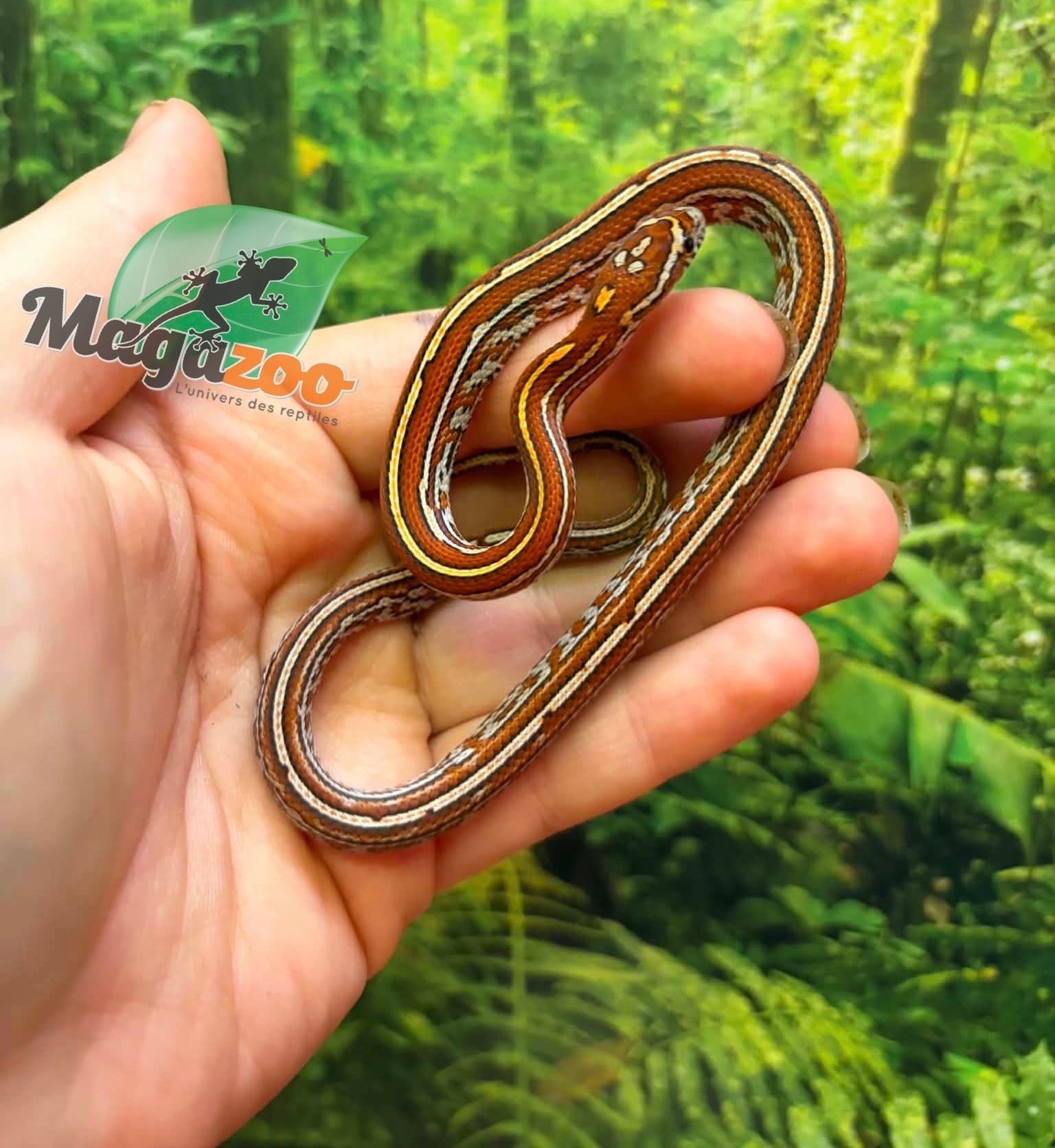Magazoo Serpent des blés Tessera Classique  Femelle 01-06-26