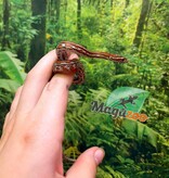 Magazoo Female Tessera Classic Corn Snake 06-01-26