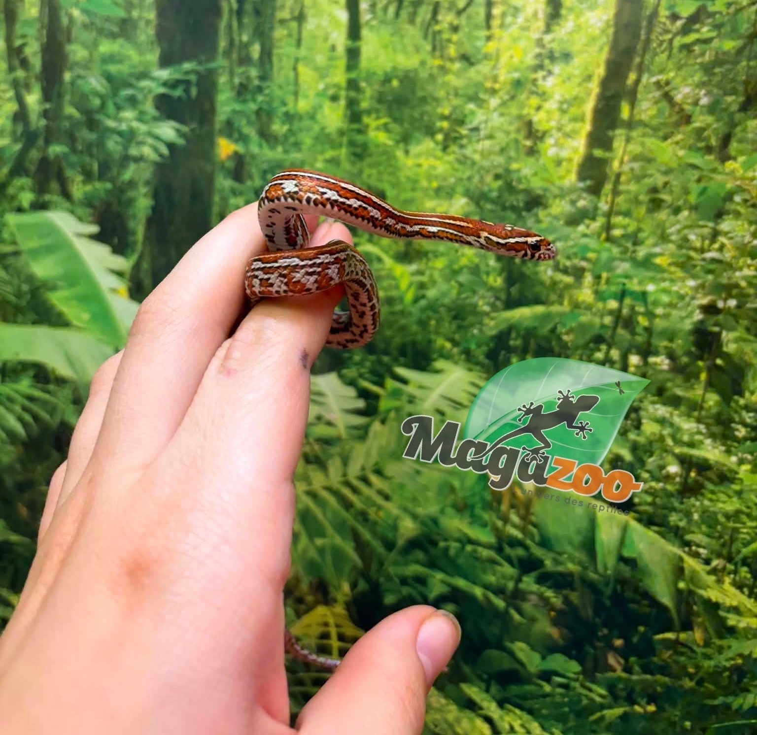 Magazoo Female Tessera Classic Corn Snake 06-01-26