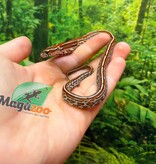 Magazoo Female Tessera Classic Corn Snake 06-01-26