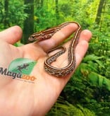 Magazoo Serpent des blés Tessera Classique  Femelle 01-06-26
