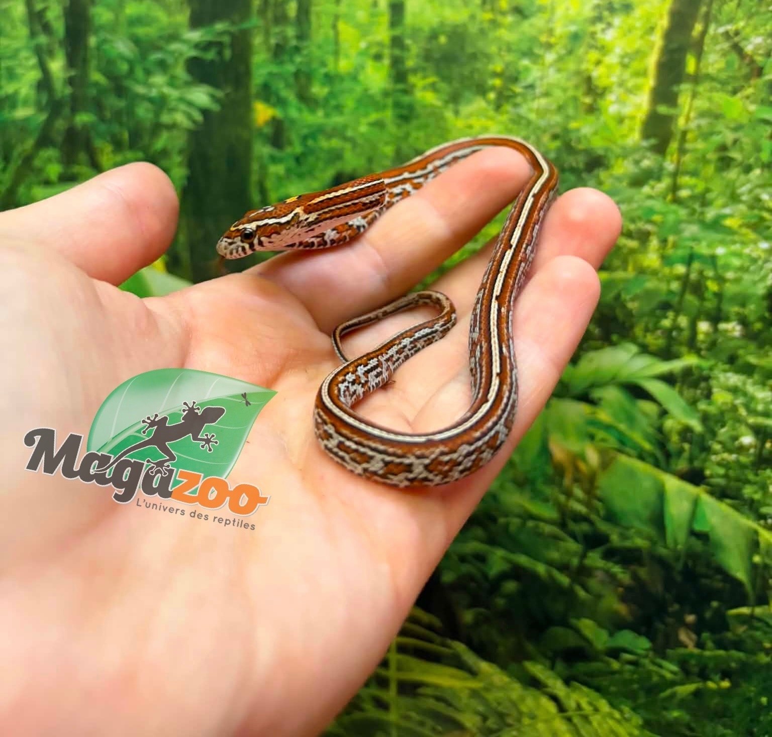 Magazoo Female Tessera Classic Corn Snake 06-01-26