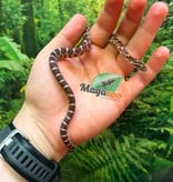 Magazoo Female Classic Corn Snake 06-01-26