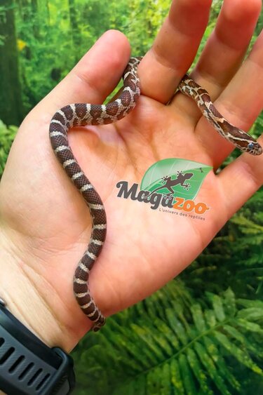 Magazoo Serpent des blés Classique  Femelle 01-06-26