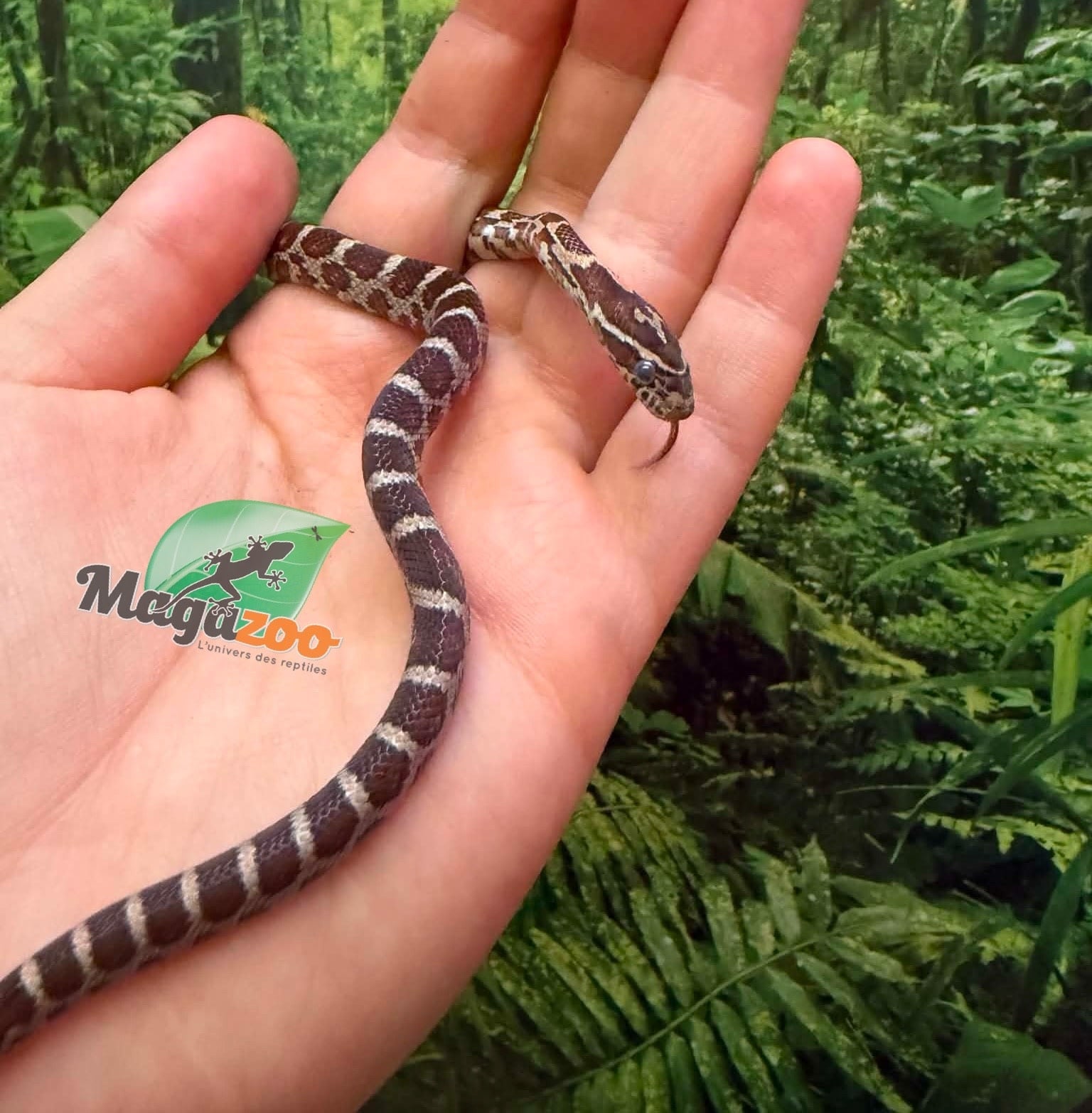 Magazoo Female Classic Corn Snake 06-01-26