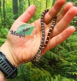 Magazoo Female Classic Corn Snake 06-01-26