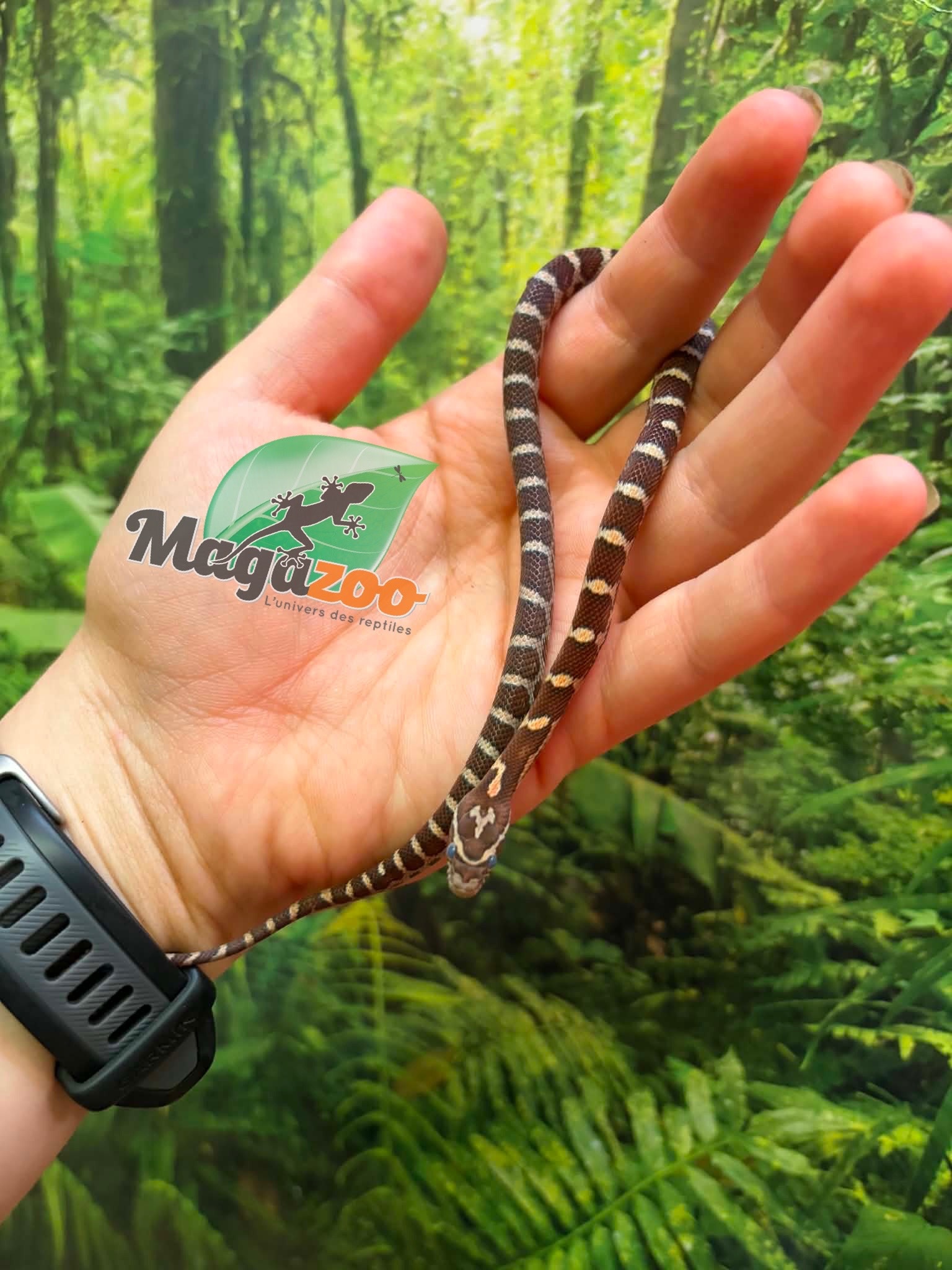 Magazoo Serpent des blés Classique  Femelle 01-06-26