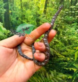 Magazoo Female Charcoal Corn Snake #1 06-01-26