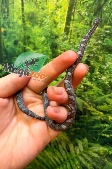 Magazoo Serpent des blés Charcoal  #1 Femelle 01-06-26