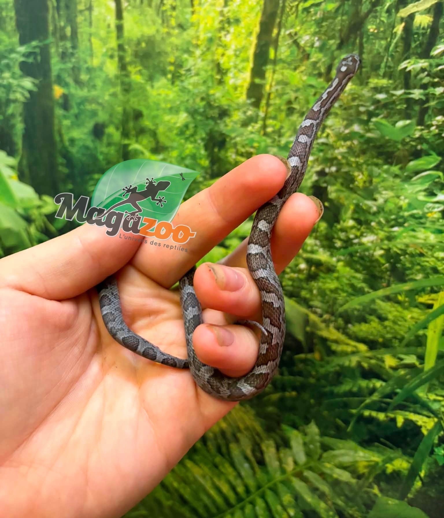 Magazoo Female Charcoal Corn Snake #1 06-01-26