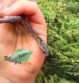 Magazoo Serpent des blés Charcoal  #1 Femelle 01-06-26
