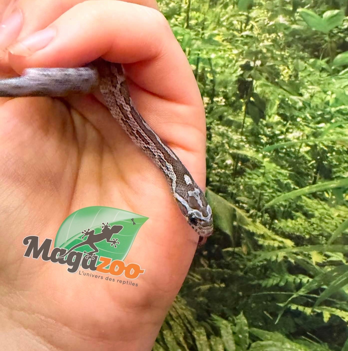 Magazoo Serpent des blés Charcoal  #1 Femelle 01-06-26