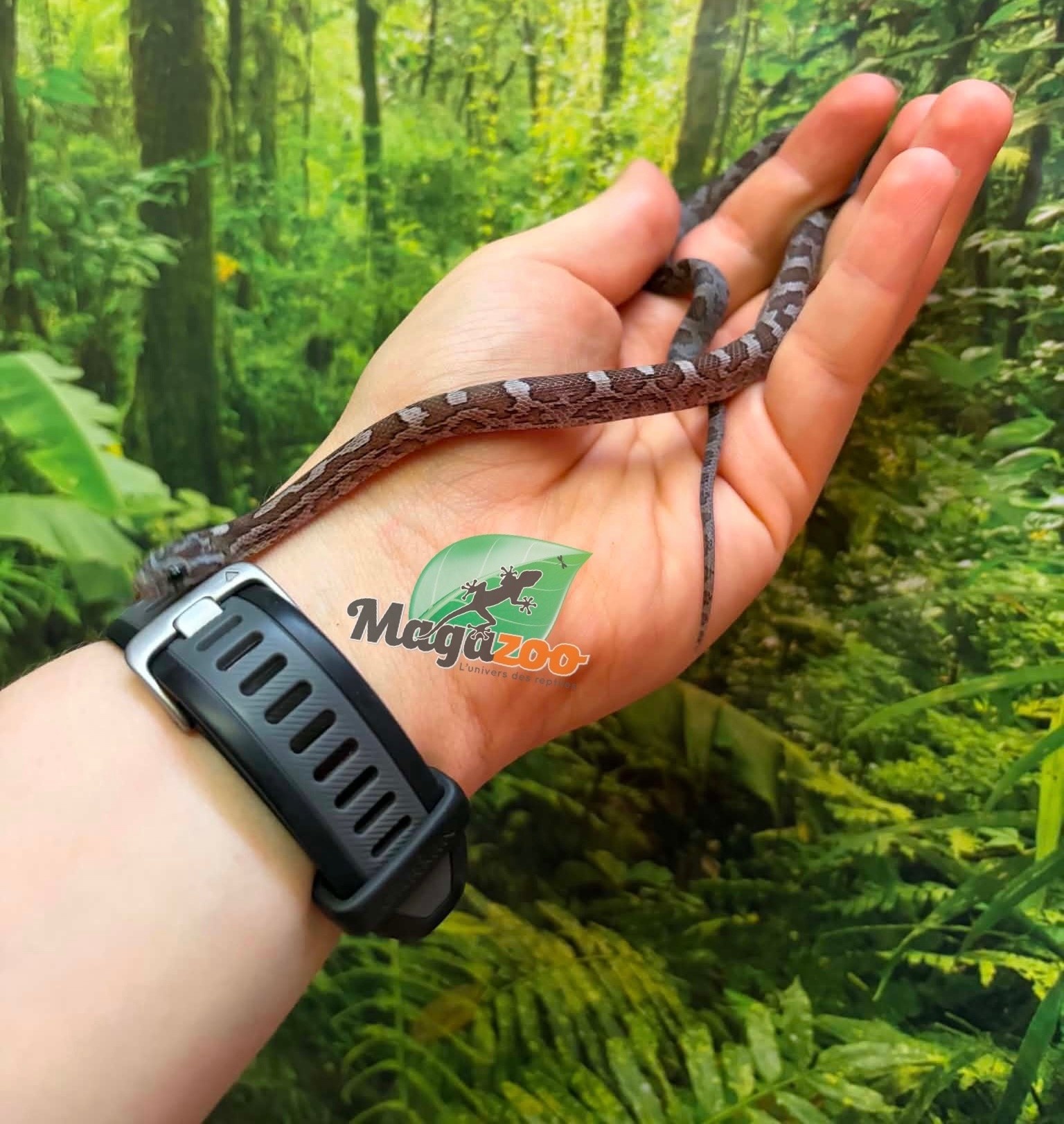 Magazoo Female Charcoal Corn Snake #1 06-01-26